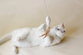 Load image into Gallery viewer, Indoor Fishing Toy Bundle - Athena’s Paw