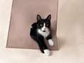 Load image into Gallery viewer, Cool Cat House - Athena’s Paw