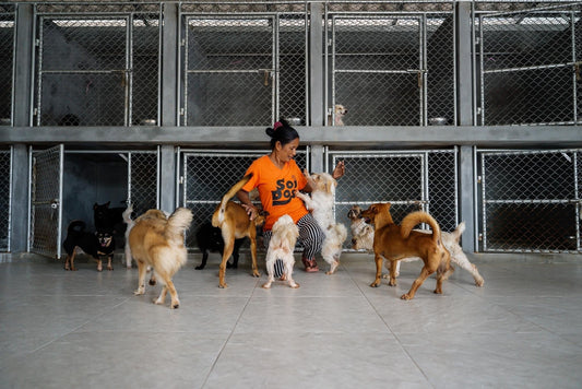 Guardians Beyond Borders: Thailand's Stray Dogs and the Heroic Soi Dog Foundation