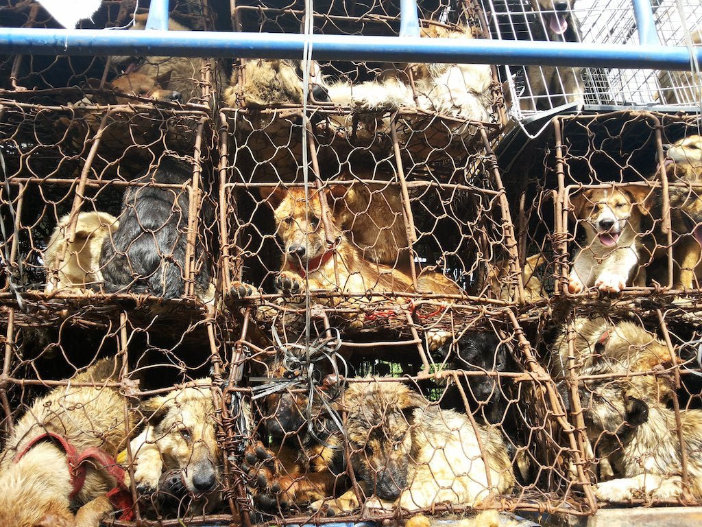 The Shadow Feast: Athena's Shield Against the Yulin Dog Meat Festival - Athena’s Paw