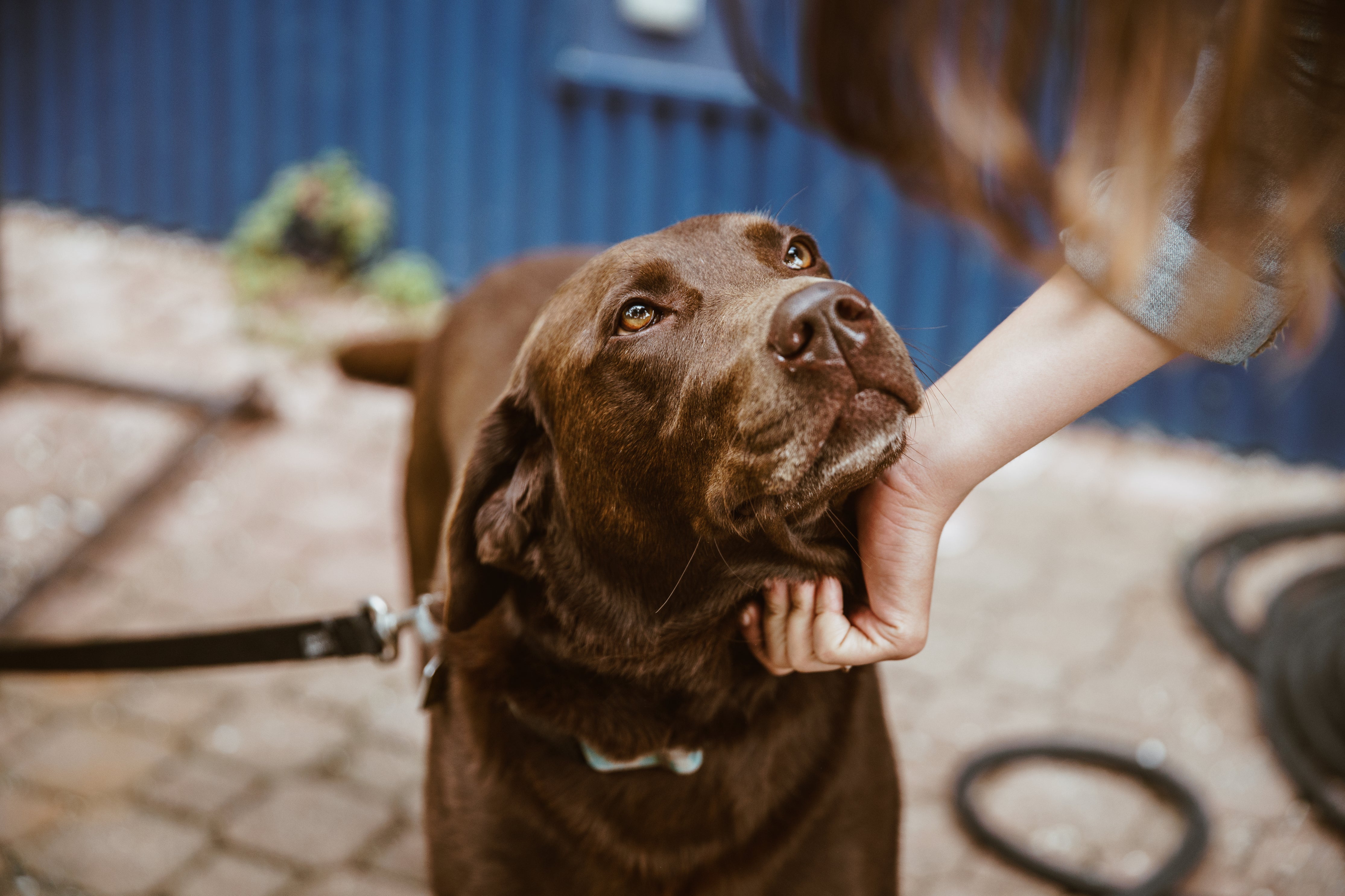 Standing Guard: Our Collective Duty to Prevent Animal Cruelty - Athena’s Paw