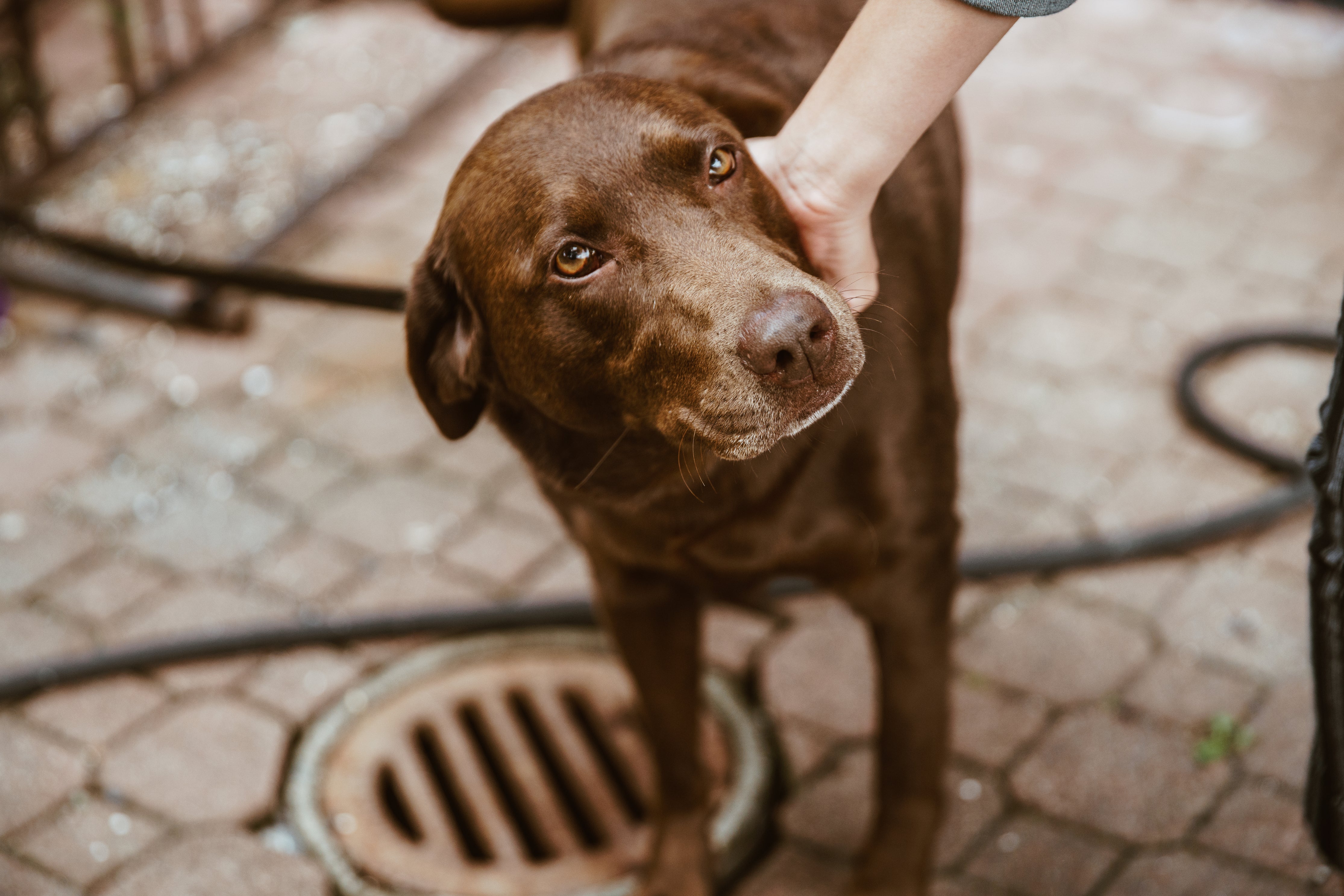 Standing Guard: Athena's Call to Protect Our Homeless Animal Companions - Athena’s Paw