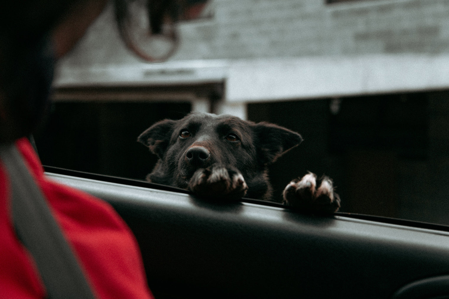 The Guardian's Shield: Why Microchipping is Athena's Wisdom for Pet Protection
