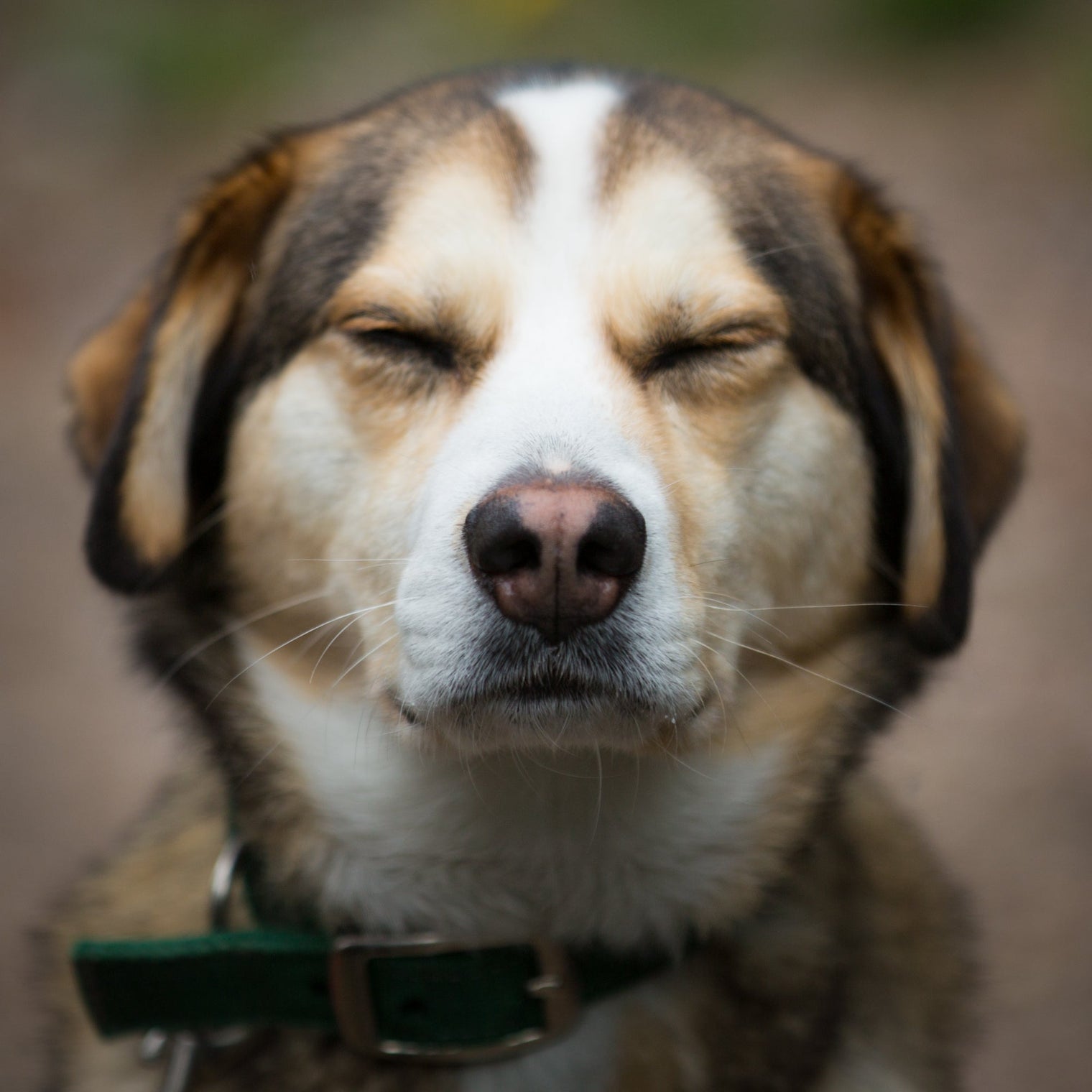 The Sacred Call: Raising Our Voices During Animal Rights Awareness Week