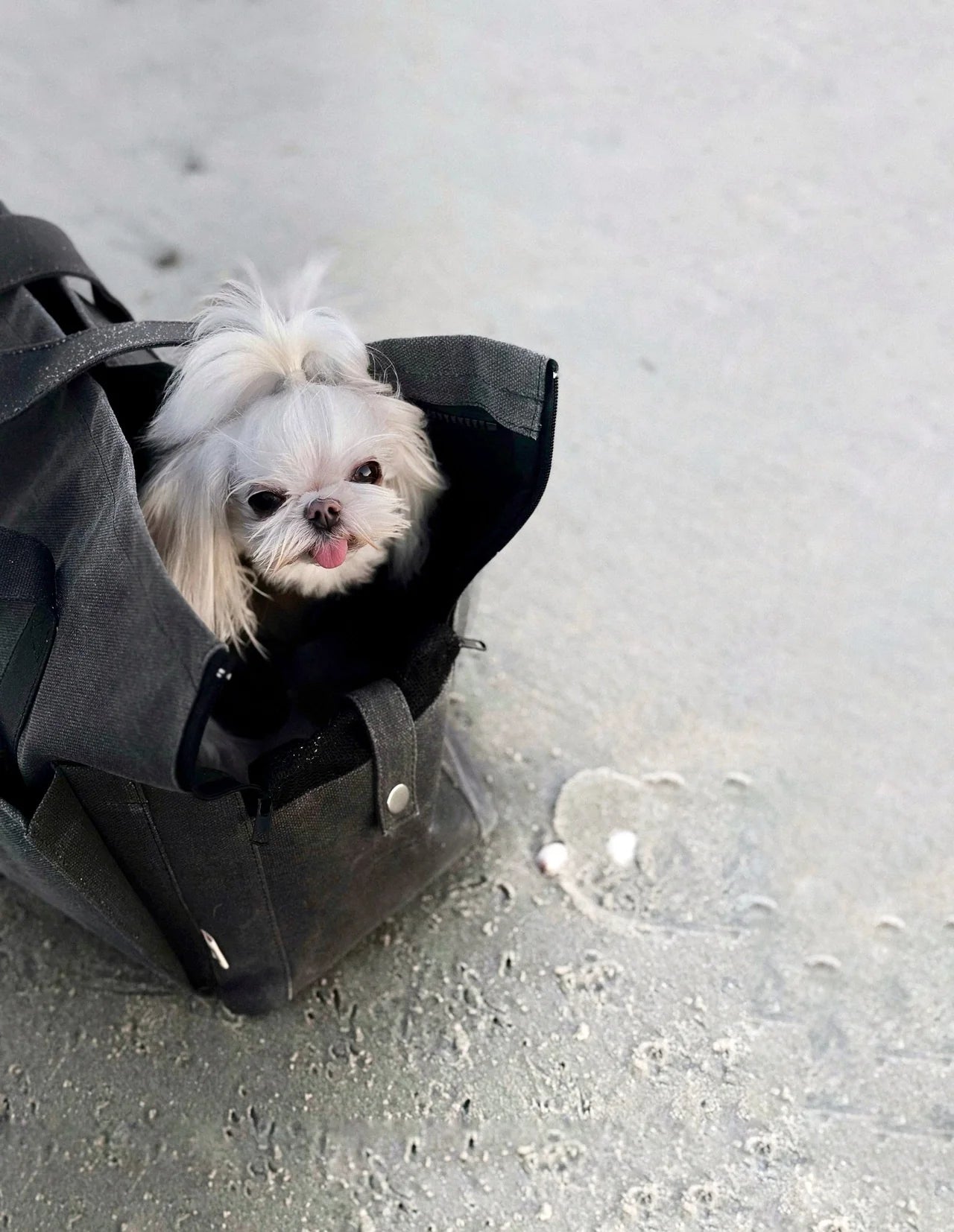 Marlowe Pet Carrier Bag - Athena’s Paw