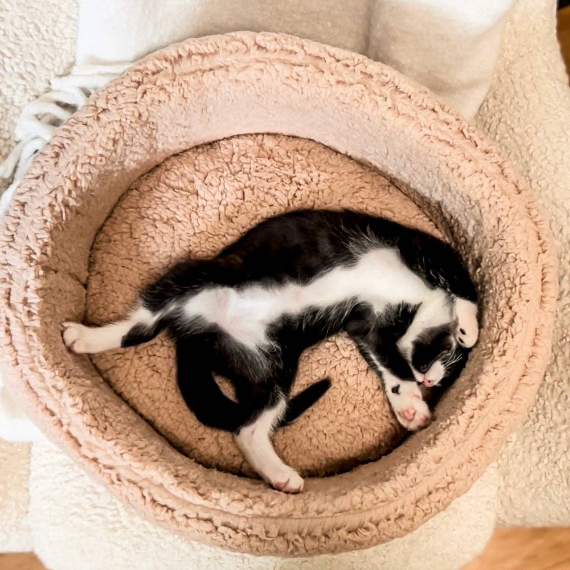 Bloire's Sherpa Cat Bed - plush sanctuary with ultra-soft sherpa fabric, designed for cats and small dogs, in elegant neutral tones