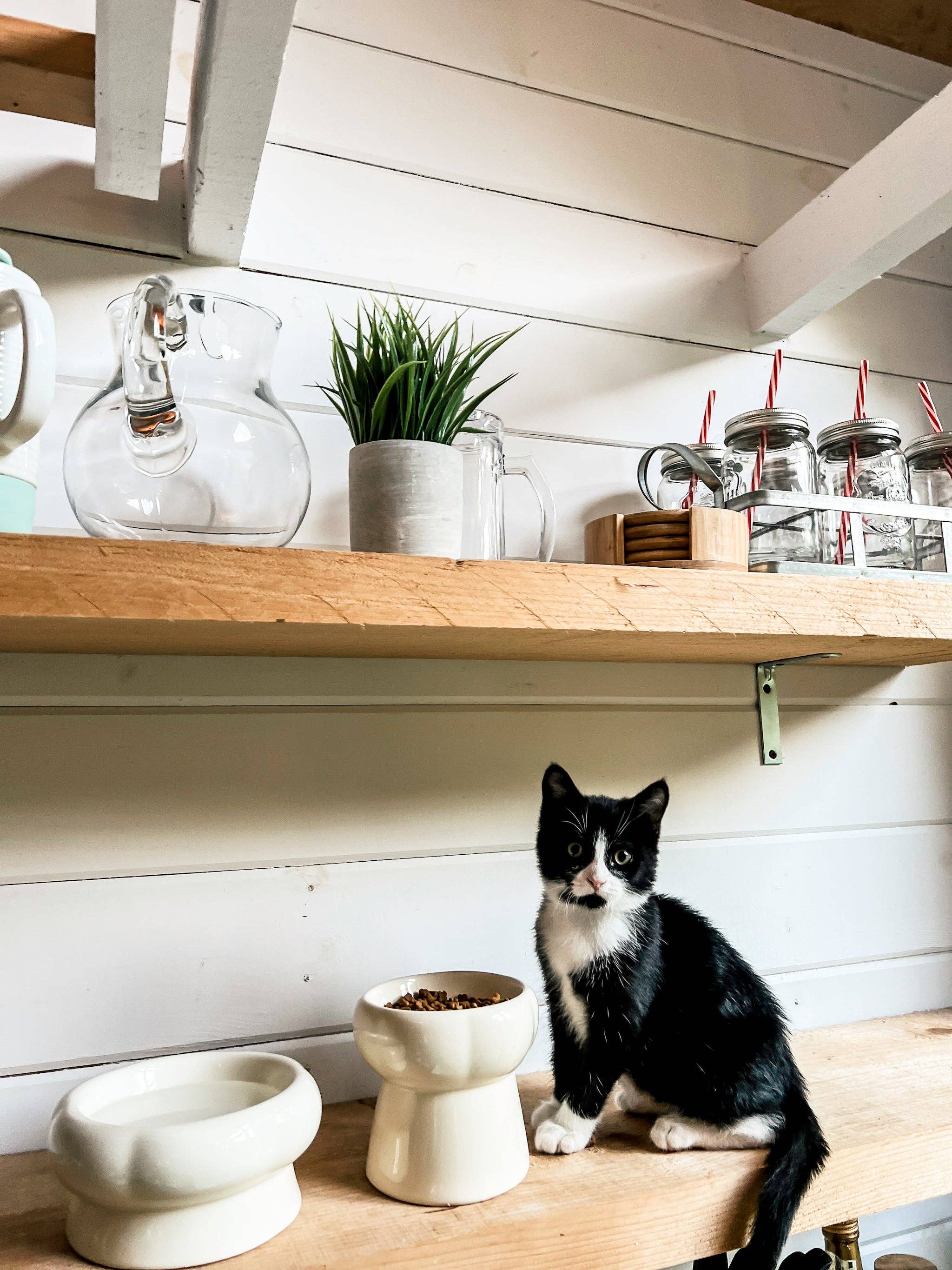 Creamy Ceramic Cat Water Bowl with Elevated Design and Easy-Clean Finish – ideal for modern pet hydration.