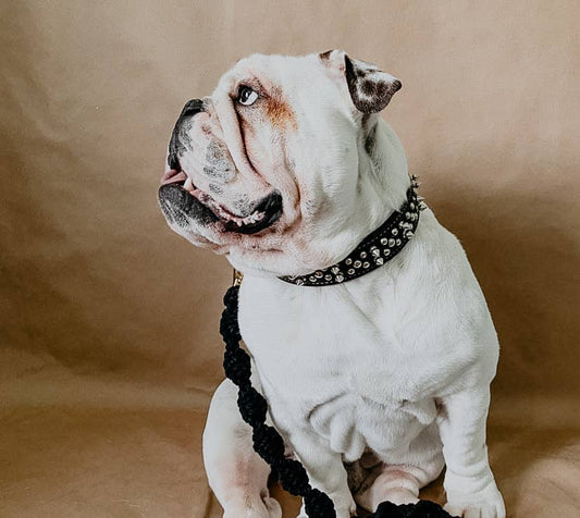 Macrame Dog Leash - Athena’s Paw