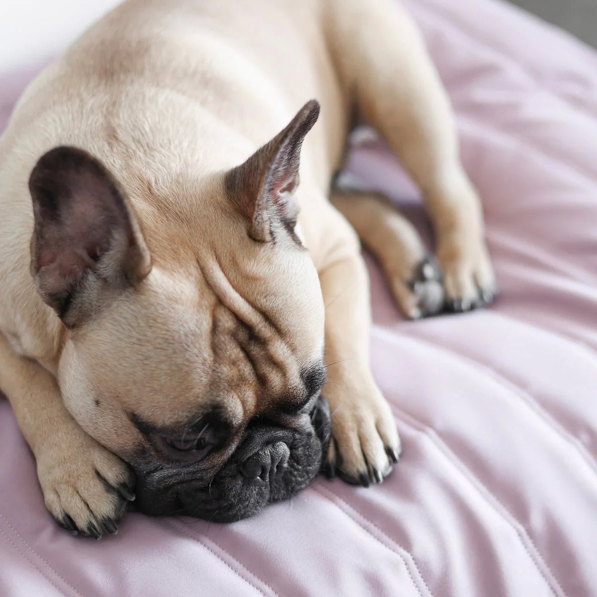 ORII Travel Mat - Athena’s Paw